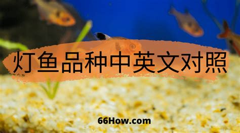 燈科魚種類|灯鱼品种大全介绍（60个灯鱼种类和图片）